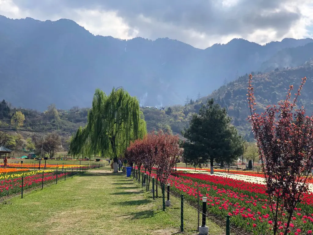 flower fields photo across mountain pakistan tourism