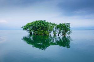 A mangrove bush in a lake in Bangladesh