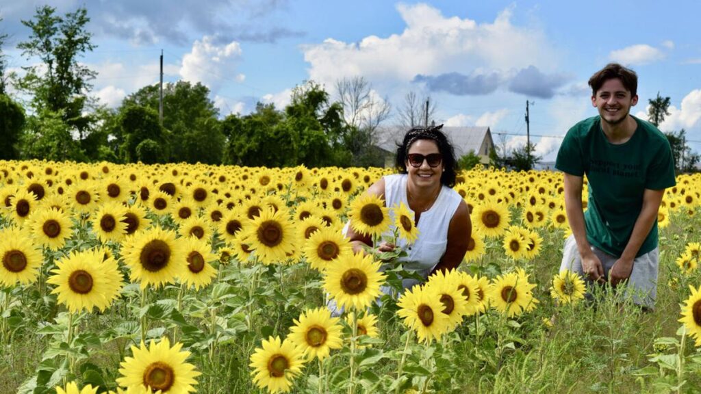 Sunflower Festival