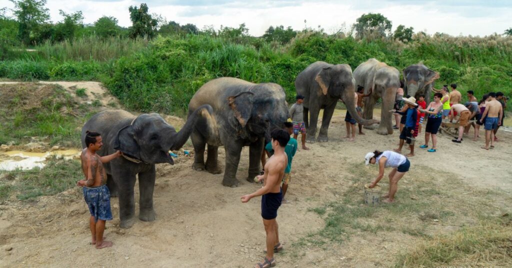 Pattaya Elephant Sanctuary