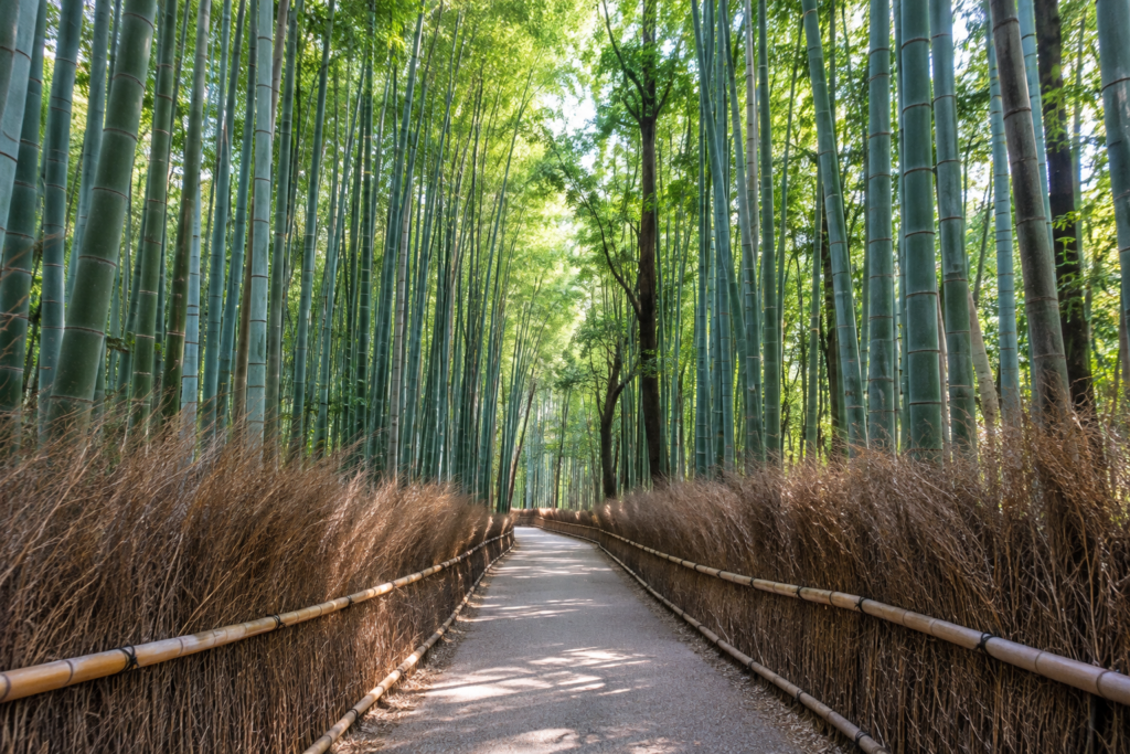 Towering green bamboo stalks arching over a quiet morning walking path in Arashiyama Kyoto.