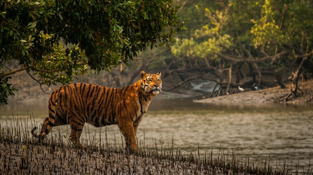 A royal bengal tiger in Sundarbans